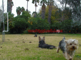 yorkie breeder